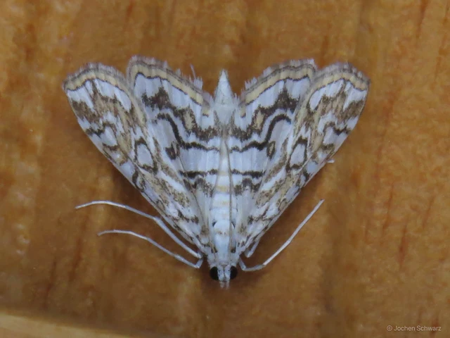 Elophila nymphaeata - tarka vízimoly