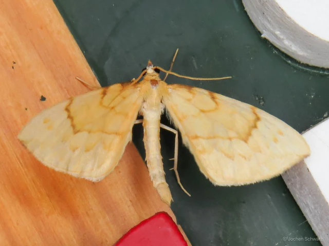 Eulithis pyraliata - sárga galajaraszoló