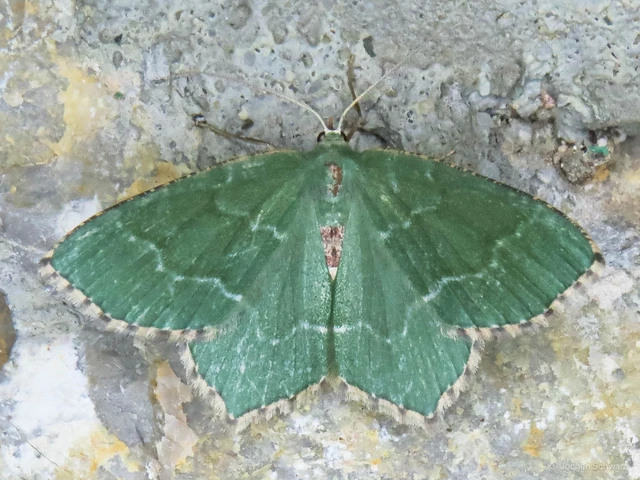 Hemithea aestivaria - nyír-zöldaraszoló