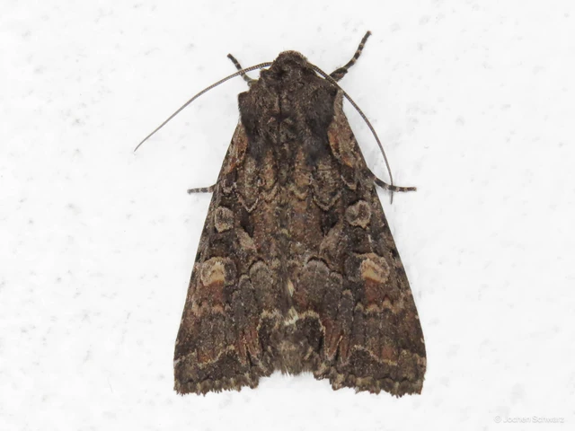 Lacanobia amurensis - homoki kertibagoly