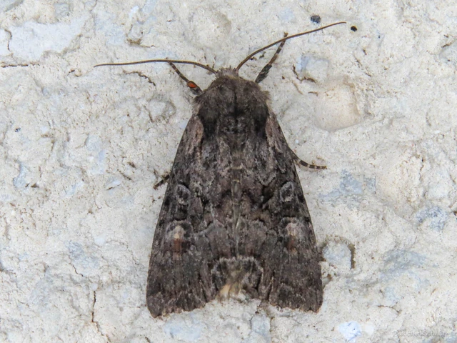 Lacanobia thalassina - borbolya-kertibagoly