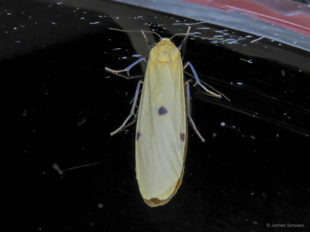 Lithosia quadra - négypettyes zuzmószövő