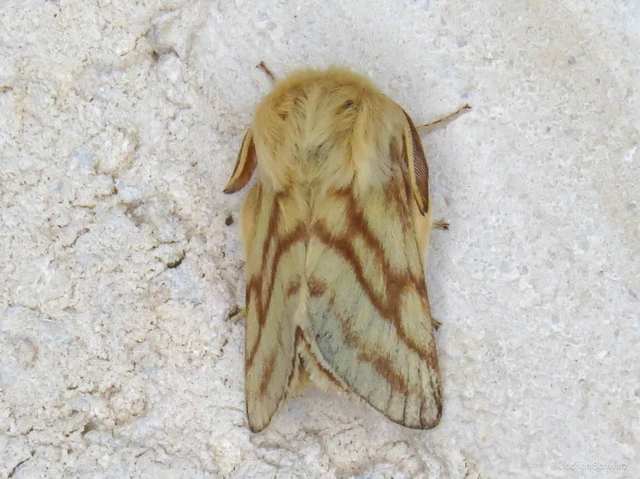 Malacosoma castrensis - kutyatejszövő