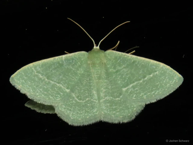 Phaiogramma etruscaria - fehérpettyes zöldaraszoló