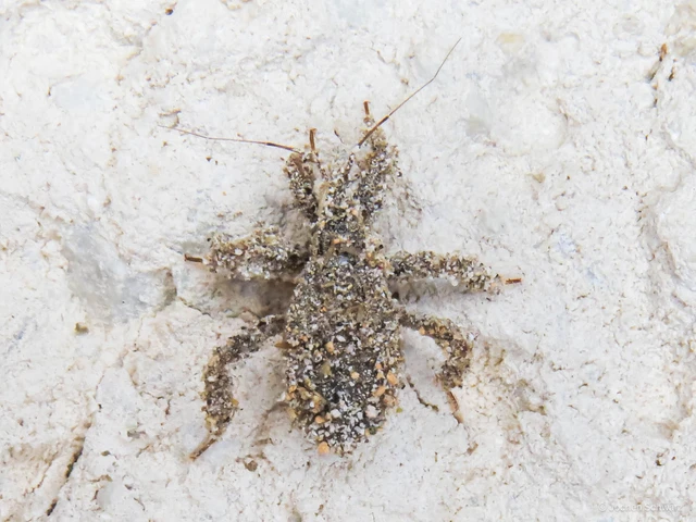 Reduvius personatus - szemetes zugpoloska