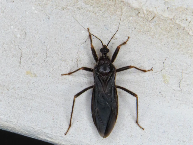Reduvius personatus - szemetes zugpoloska