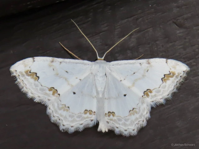Scopula ornata - díszes fehéraraszoló