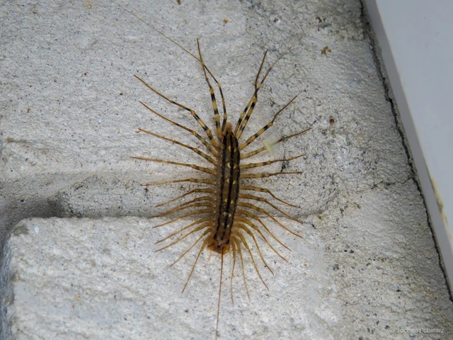 Chilopoda - Százlábúak
