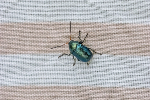 Cryptocephalus schaefferi - lapátlábú zömökbogár