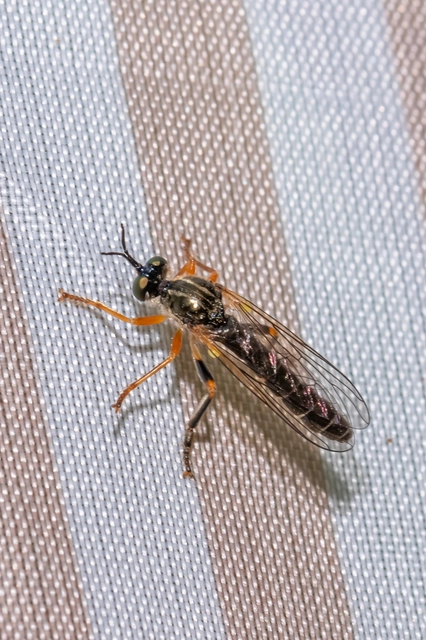 Dioctria