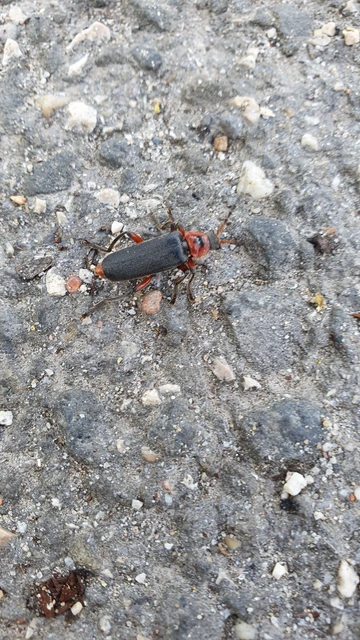 Cantharis rustica - suszterbogár