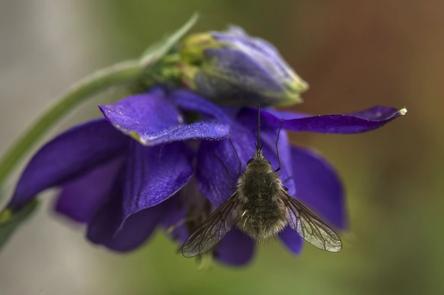Bombylius cinerascens