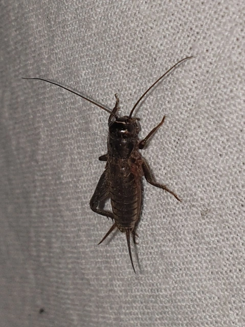 Eumodicogryllus bordigalensis - bordói tücsök