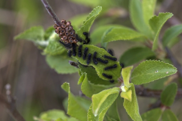 Saturnia pavoniella/pavonia