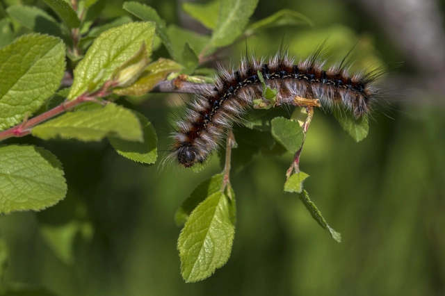 Eriogaster catax - sárga gyapjasszövő
