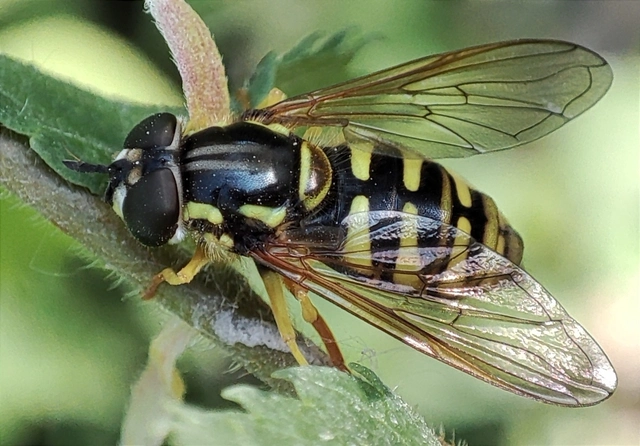 Chrysotoxum