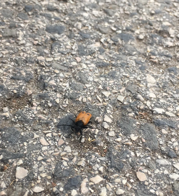 Apalus bimaculatus - kétfoltos élősdibogár