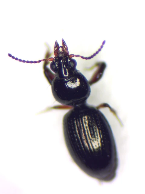 Dyschirius globosus - apró ásófutó