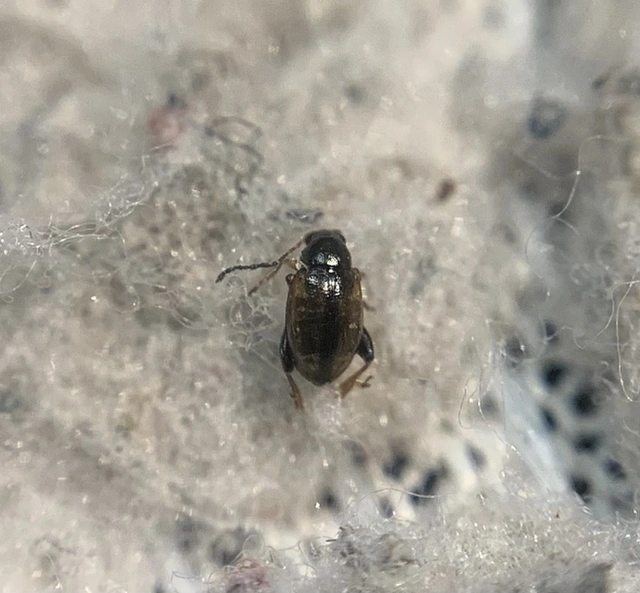 Longitarsus nasturtii