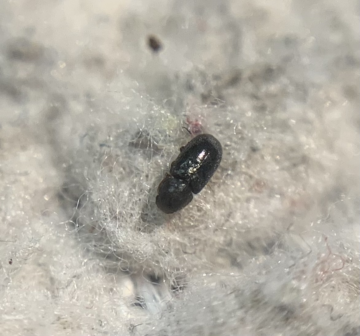 Orthocis alni - rövidszőrű taplószú