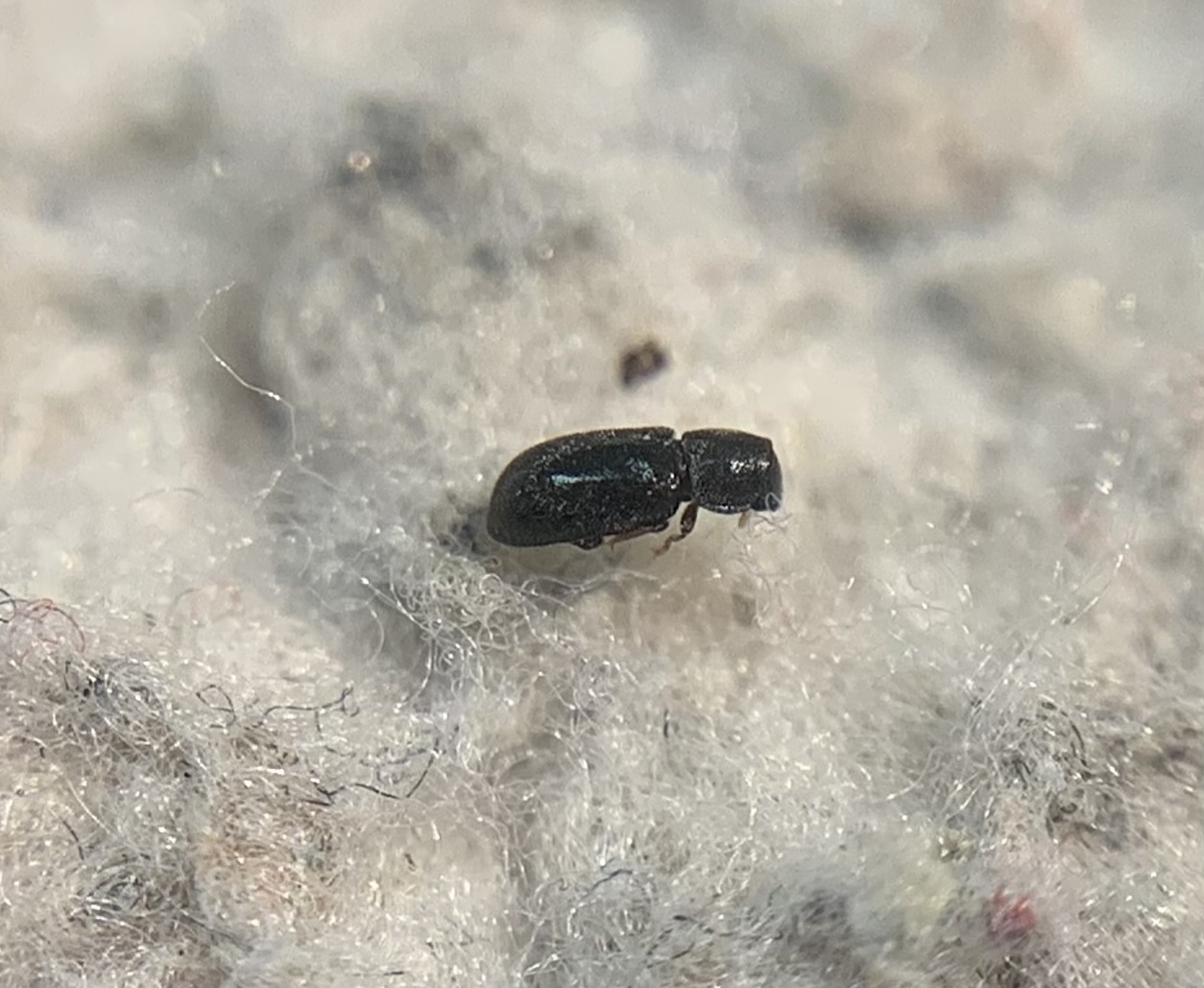Orthocis alni - rövidszőrű taplószú