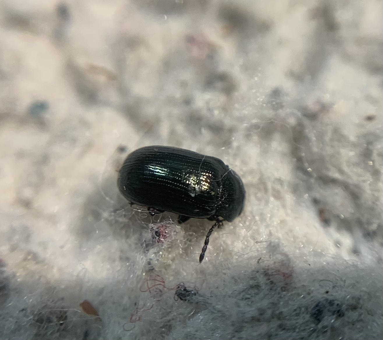 Phratora laticollis