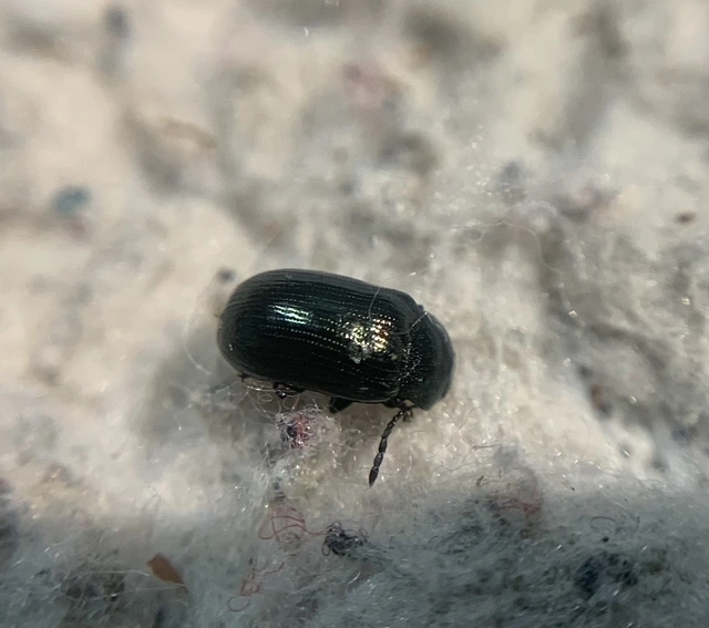 Phratora laticollis