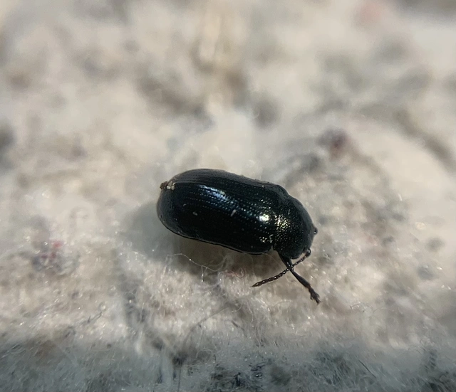 Phratora laticollis