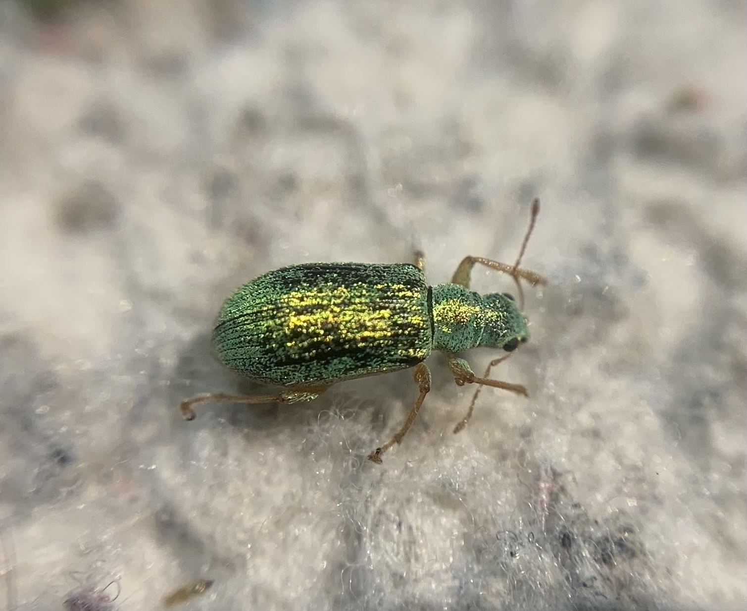 Polydrusus impressifrons - selymeszöld lombormányos
