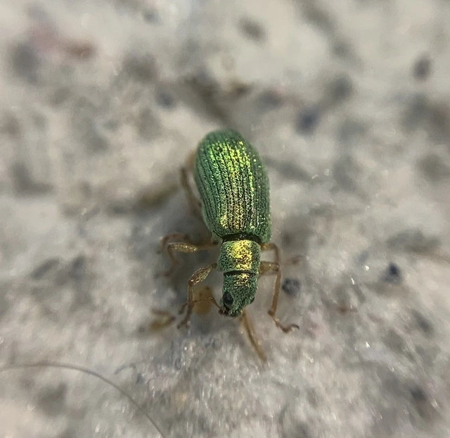Phyllobius seladonius - kardlábú levélormányos