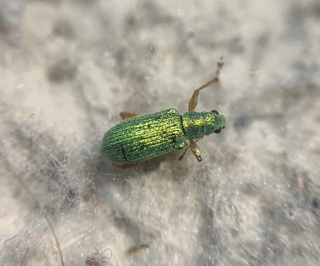 Polydrusus impressifrons - selymeszöld lombormányos