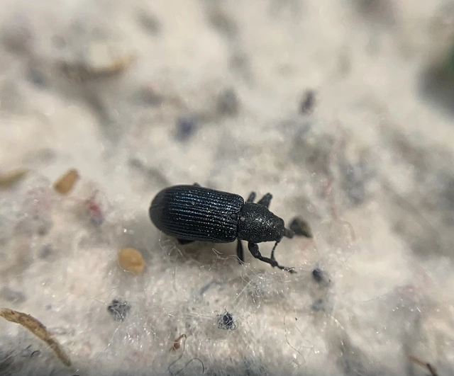 Magdalis nitidipennis - tömpeorrú magdolnaormányos