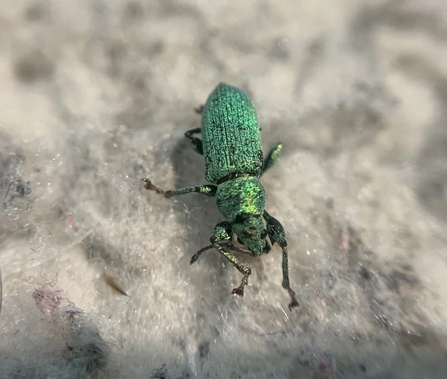 Phyllobius maculicornis - galagonya-levélormányos