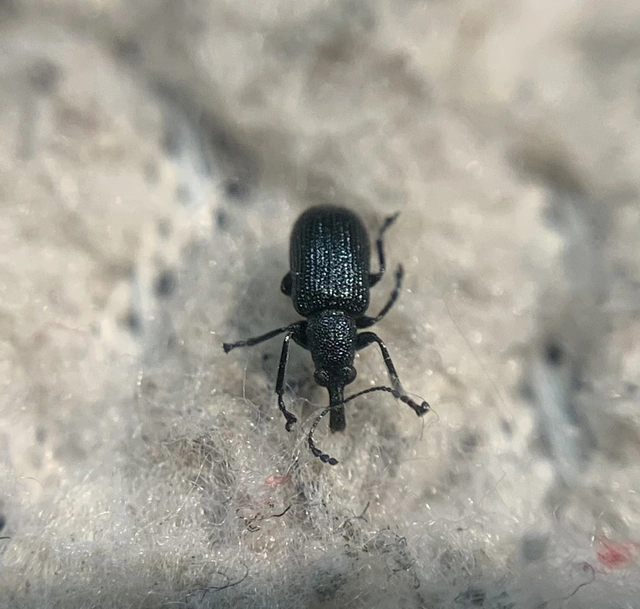 Temnocerus coeruleus - fogacskás törpeeszelény