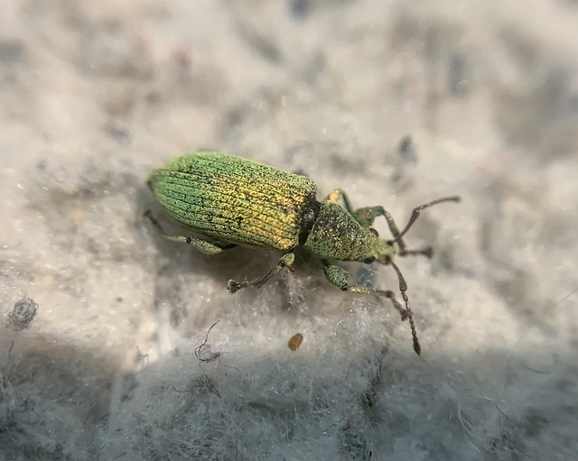 Phyllobius maculicornis - galagonya-levélormányos