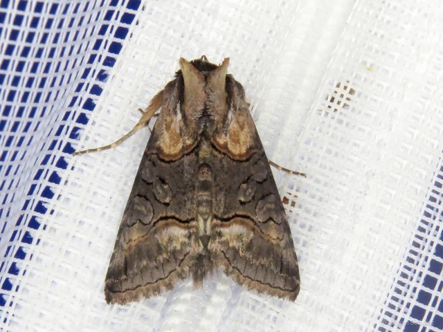 Abrostola asclepiadis - barnaövű csalánbagoly