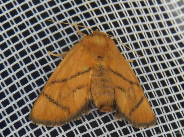 Apoda limacodes - kagylólepke