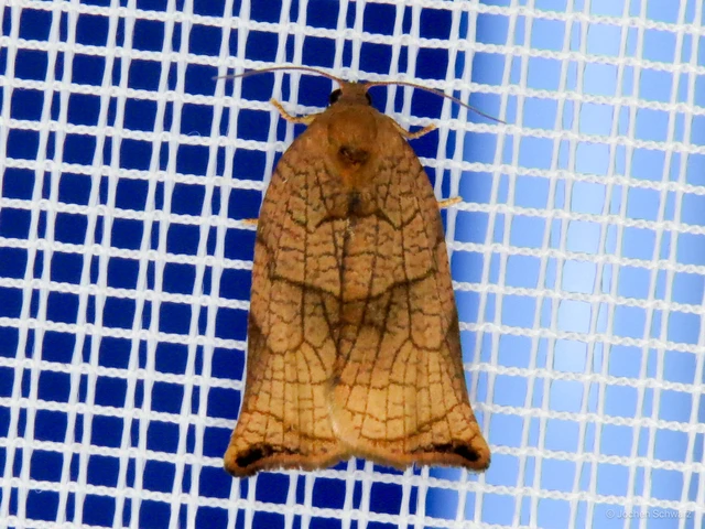 Archips podana - dudvarágó sodrómoly