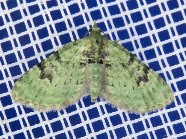 Chloroclystis v-ata - zöldes törpearaszoló