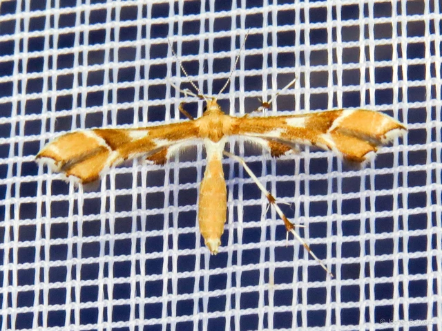 Cnaemidophorus rhododactyla - rózsabogyó-tollasmoly