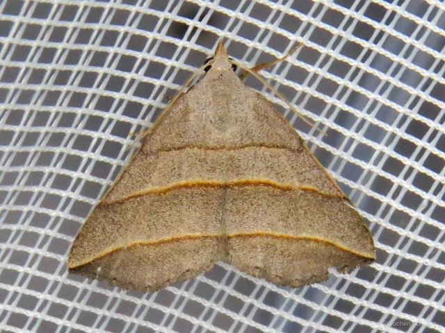 Colobochyla salicalis - háromsávos törpebagoly