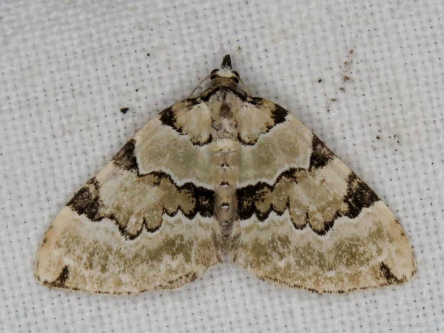 Colostygia pectinataria - zöld levélaraszoló