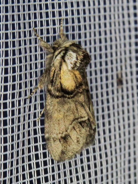 Drymonia velitaris - hegyi púposszövő
