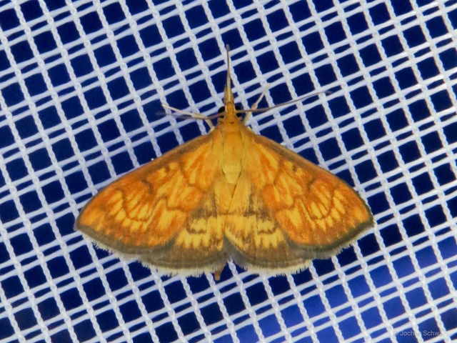 Ecpyrrhorrhoe rubiginalis - rozsdavörös tűzmoly