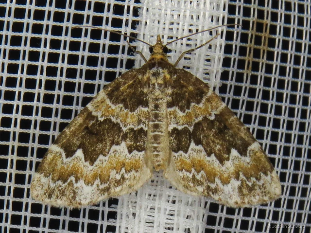 Electrophaes corylata - mogyoró-araszoló