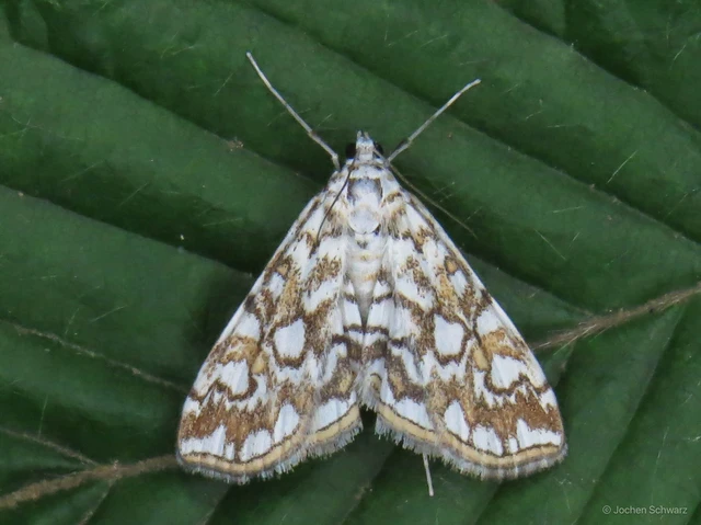 Elophila nymphaeata - tarka vízimoly