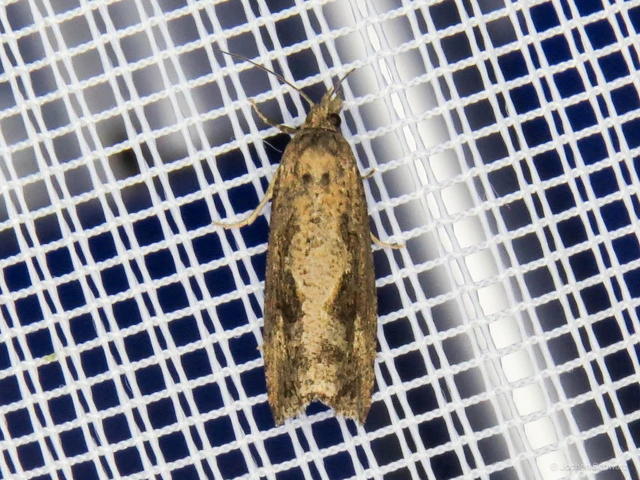 Endothenia ericetana - menta-tükrösmoly