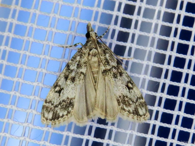 Eudonia lacustrata - fehér mohailonca