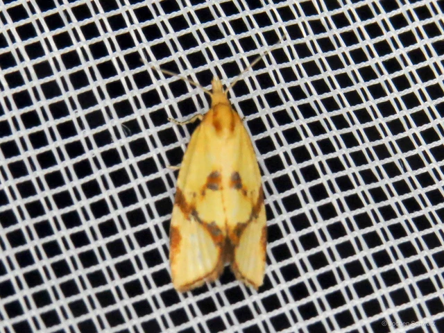 Fulvoclysia nerminae - tarka sárgamoly
