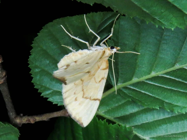Eulithis pyraliata - sárga galajaraszoló